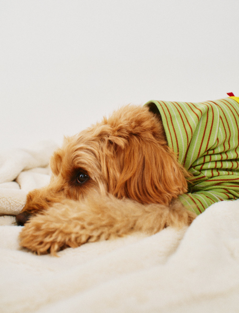 모찌 올인원 그린치 - 베이직 에디션