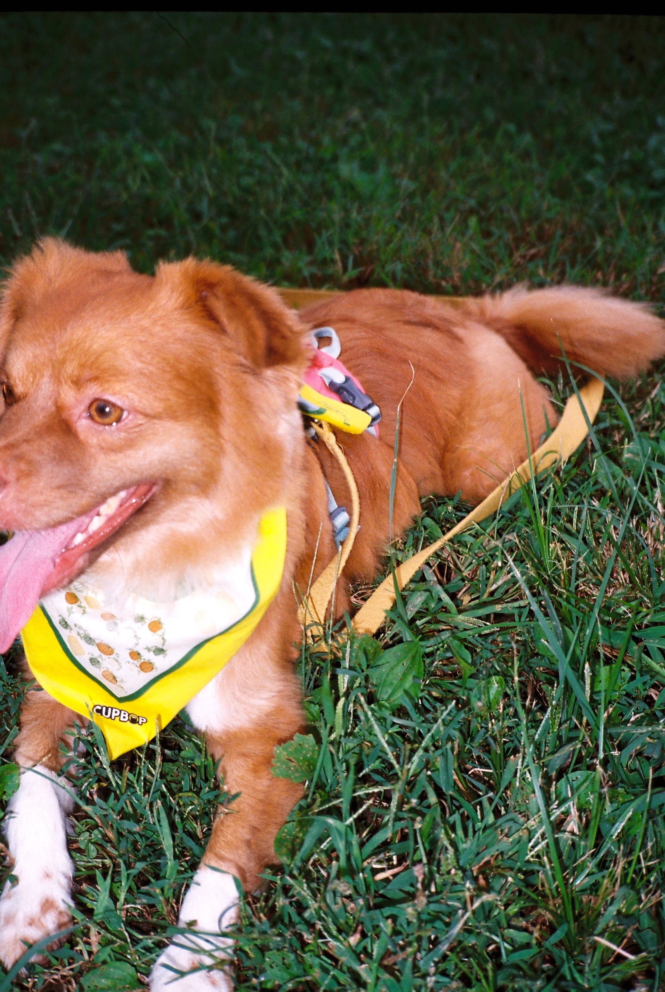 마을지도 스카프 컵밥 에디션